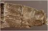 Erythromma najas