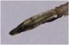 Erythromma najas