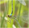Erythromma najas