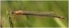 Ischnura elegans