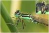 Ischnura elegans