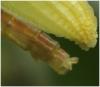 Erythromma najas