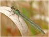 Erythromma najas