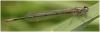 Coenagrion puella