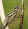 Coenagrion puella