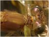 Erythromma najas
