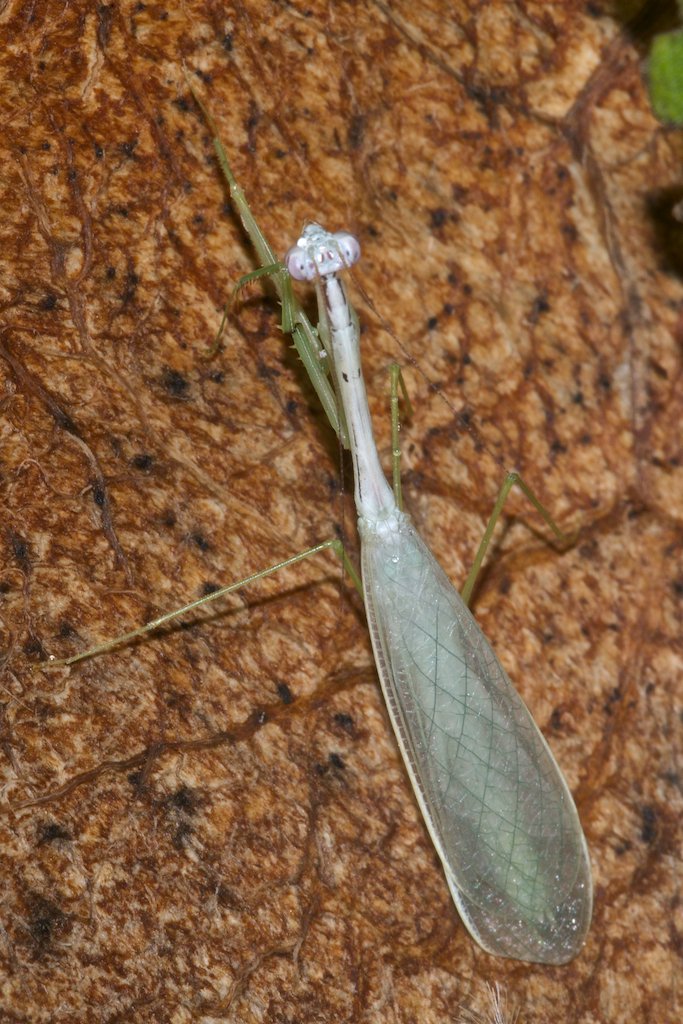 D. Martinez - Leptomantella sp. - réf. 196755 (683 x 1024 pixels, 171 ko)