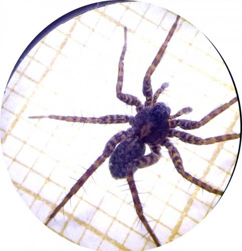 Pardosa sp.