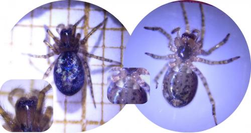 Amaurobius sp.