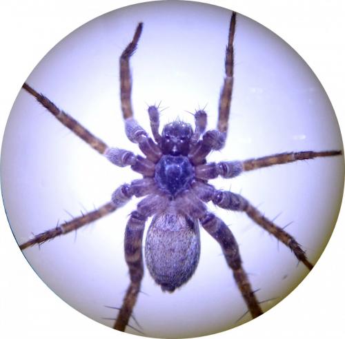 Pardosa sp.
