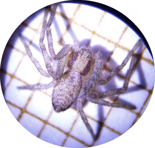 Philodromus sp.