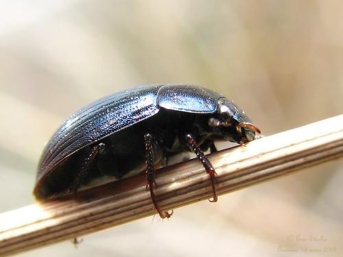 Réf. 197 992 : Hydrobius fuscipes