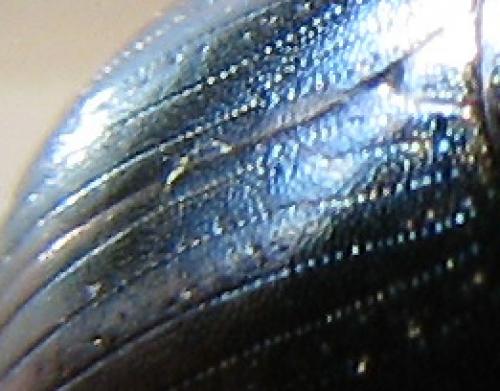 Réf. 197 993 : Hydrobius fuscipes