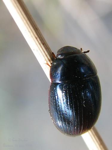 Réf. 197 972 : Hydrobius fuscipes