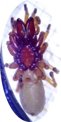 Réf. 197 582 : Dysdera sp.