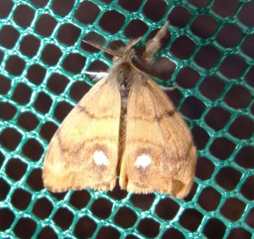 Orgyia antiqua