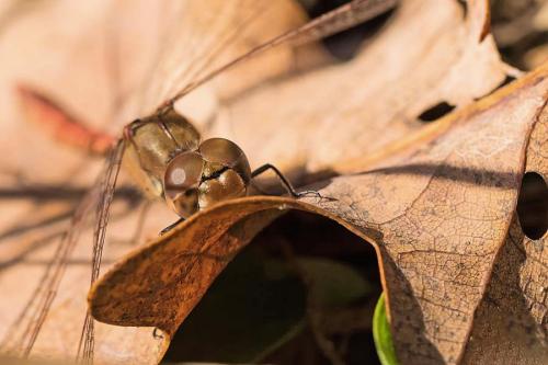 Sympetrum striolatum