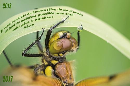 Libellula quadrimaculata