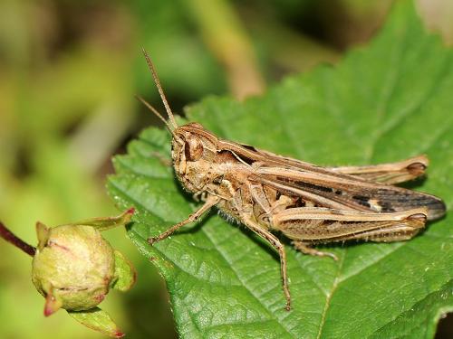 Réf. 197 757 : Chorthippus sp.