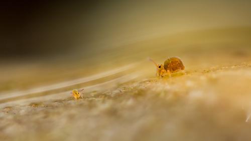 Sminthurides aquaticus