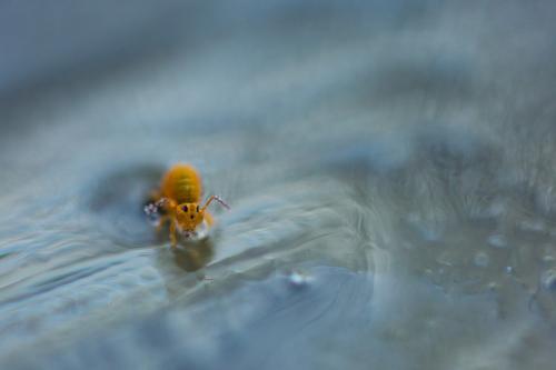 Sminthurides aquaticus