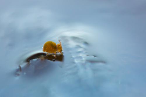 Sminthurides aquaticus