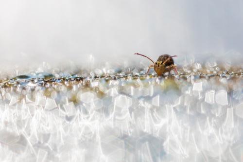 Dicyrtomina ornata