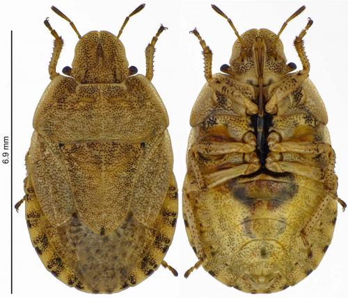 Sciocoris macrocephalus