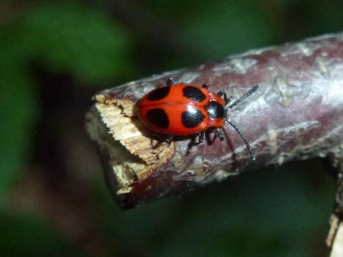 Endomychus coccineus