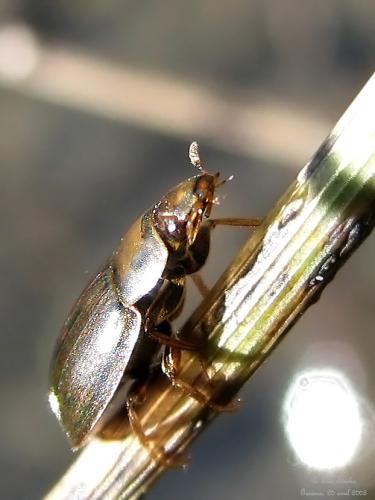 Helochares lividus