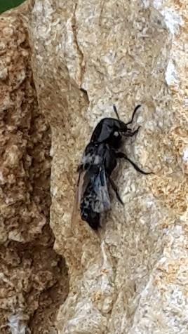 Réf. 197 798 : Creophilus maxillosus