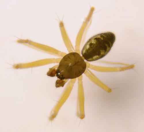 Tenuiphantes tenuis