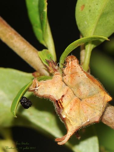Apeira syringaria
