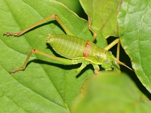 Réf. 197 133 : Ephippiger diurnus diurnus