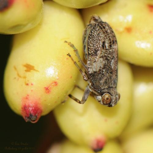 Issus coleoptratus