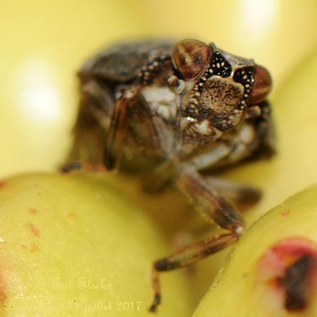 Issus coleoptratus