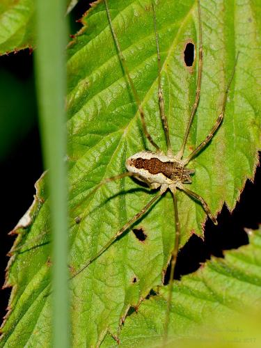 Mitopus morio