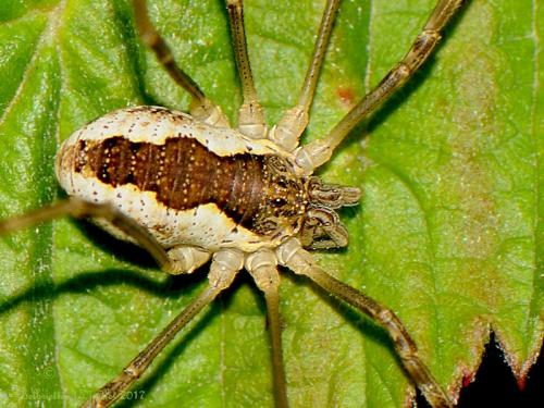 Réf. 197 203 : Mitopus morio