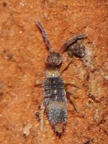 Entomobrya albocincta