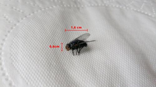 Réf. 197 148 : Calliphora vicina