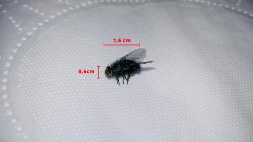Réf. 197 149 : Calliphora vicina