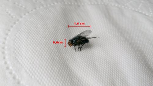 Réf. 197 150 : Calliphora vicina