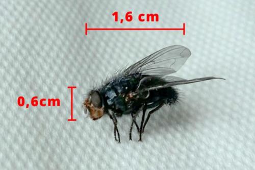 Calliphora vicina