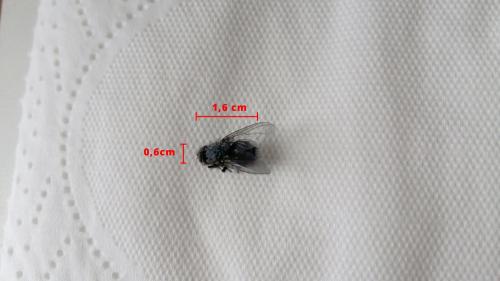 Réf. 197 151 : Calliphora vicina