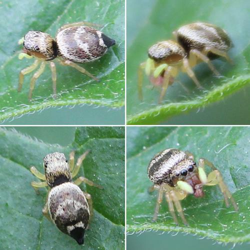 Heliophanus tribulosus