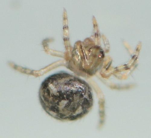 Theridion_sl sp.