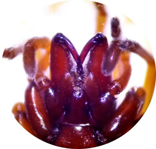 Réf. 197 584 : Dysdera sp.