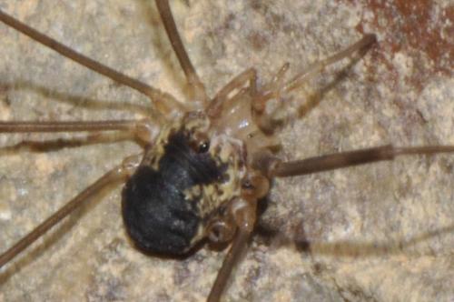 Dicranopalpus pyrenaeus