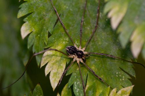 Réf. 197 155 : Mitopus morio