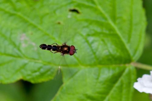 Réf. 197 097 : Platycheirus albimanus